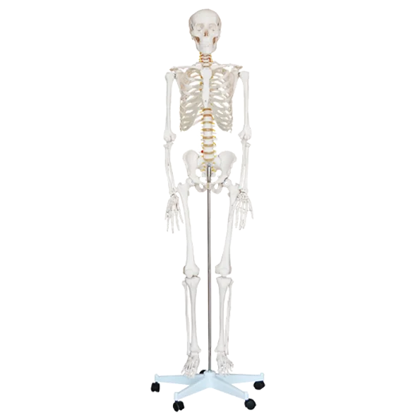 Esqueleto Tamaño natural 1.70cm. - Induslab